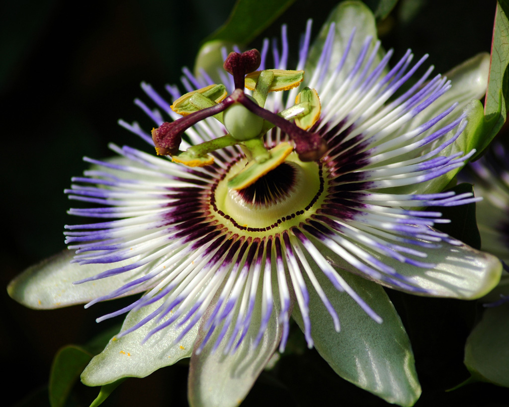 fiori macro da criticare